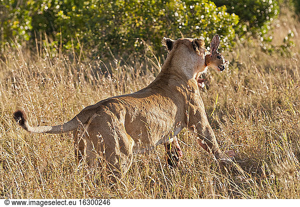 Kenia  Löwe läuft mit Buschbock im Maul davon