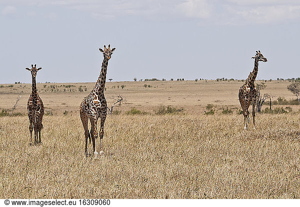 Kenia  Massai-Giraffen im Maasai Mara National Reserve