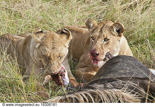 Kenia  Rift Valley  Maasai Mara National Reserve  Löwen fressen Blauwildtiere