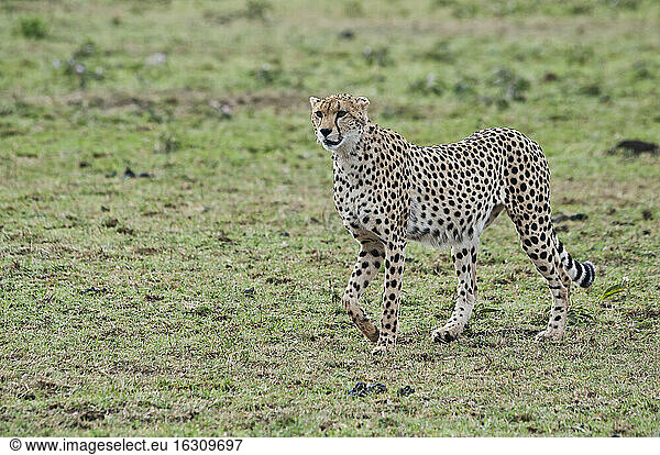 Kenia  Rift Valley  Maasai Mara Nationalreservat  Gepard