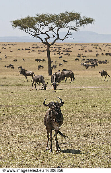 Kenia  Streifengnu im Maasai Mara Nationalreservat