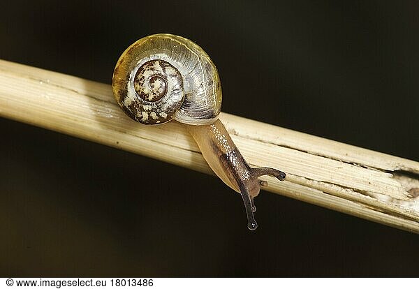 Kentish snail (Monacha cantiana)  Kent Snail  Large Carthusian Snails  Kent Snails  Other Animals  Snails  Animals  Molluscs  Kentish Snail baby  crawling along reed stem  Cros