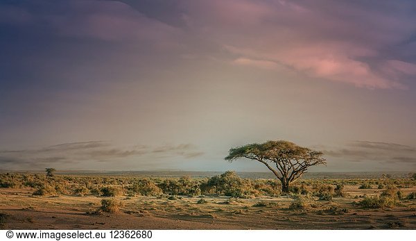 Kenya. Amboseli National Park.