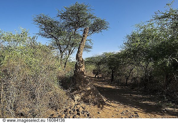 Kenya Bogoria reserve termit mound