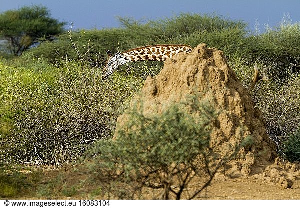 Kenya  lake Magadi  Girafe masai (Giraffa camelopardalis)  in some acacia trees