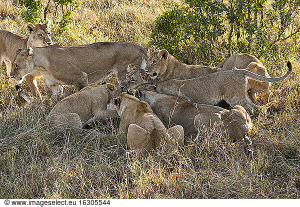 Kenya  Lions hunting on bushbuck at Maasai Mara National Reserve