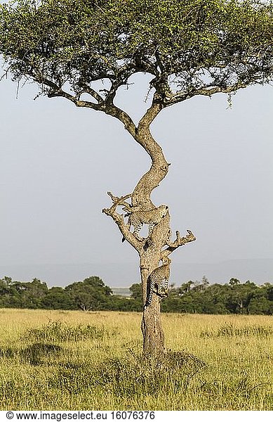 Kenya Masai-Mara game reserve cheetah (Acinonyx jubatus) cubs 8 months old
