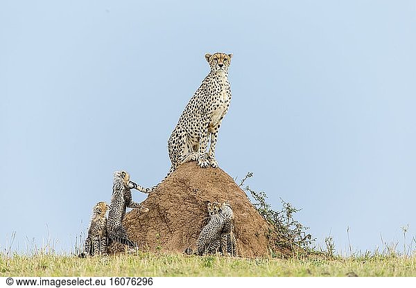 Kenya  Masai-Mara game reserve  cheetah (Acinonyx jubatus)  female and cubs 3 months old