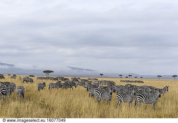 Kenya  Masai-Mara game reserve  Grant's zebra (Equus burchelli granti)  herd in the plains during the dry season