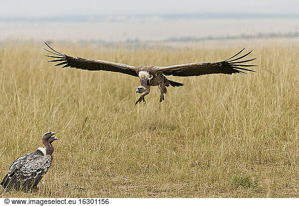 Kenya  Rift Valley  Maasai Mara National Reserve  Rueppell's vulture flying with spread wings