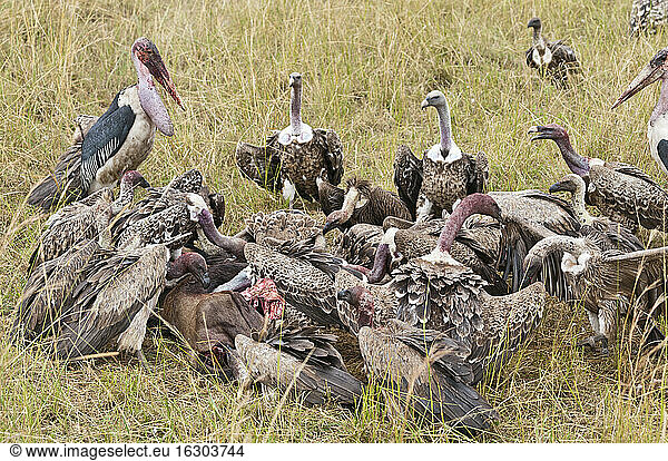 Kenya  Rift Valley  Maasai Mara National Reserve  Rueppell's vultures eating carrion