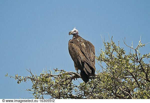 Kenya  Rueppell's Vulture bird perching on Umbrella Thorn Acacia