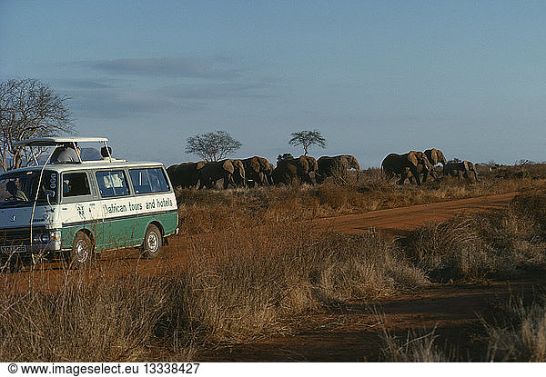 KENYA Tsavo Park Tourists in safari jeep watching herd of elephants.
