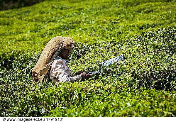 KERALA  INDIEN  18. FEBRUAR 2014: Eine nicht identifizierte Inderin erntet Teeblätter auf einer Teeplantage in Munnar. Nur die obersten Blätter werden gesammelt  und die Arbeiter sammeln täglich bis zu 30 Kilo Teeblätter