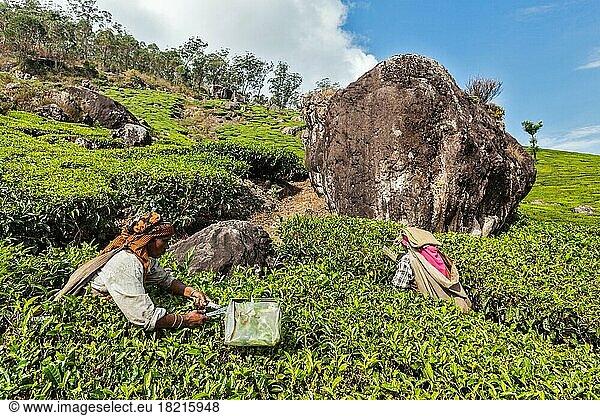 KERALA  INDIEN  18. FEBRUAR 2014: Nicht identifizierte indische Frauen ernten Teeblätter auf einer Teeplantage in Munnar. Nur die obersten Blätter werden gesammelt  und die Arbeiter sammeln täglich bis zu 30 Kilo Teeblätter