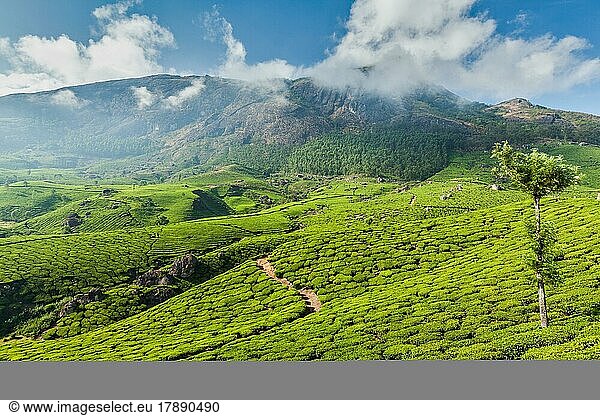 Kerala Indien Reise-Hintergrund  grüne Teeplantagen in Munnar  Kerala  Indien  Touristenattraktion  Asien