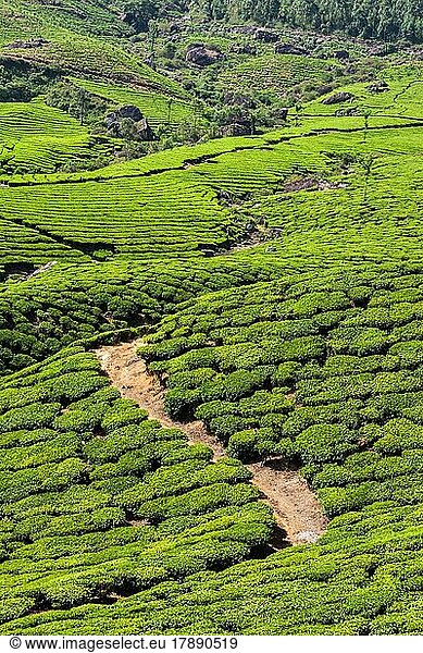 Kerala Indien Reise-Hintergrund  grüne Teeplantagen in Munnar  Kerala  Indien  Touristenattraktion  Asien