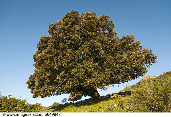 Kermers-Eiche (Quercus coccifera)  Almgebiet Badde Orca  Sardinien  Italien  Europa