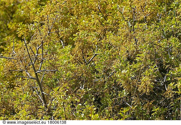 Kermes oak (Quercus coccifera)  Steich Oak  Beech family  Kermes Oak close-up of leaves and Montagne de la Clape  Aude  Languedoc-Roussillon  France  Europe