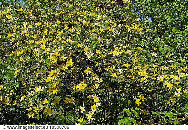 Kerrie (Kerria japonica) Strauch