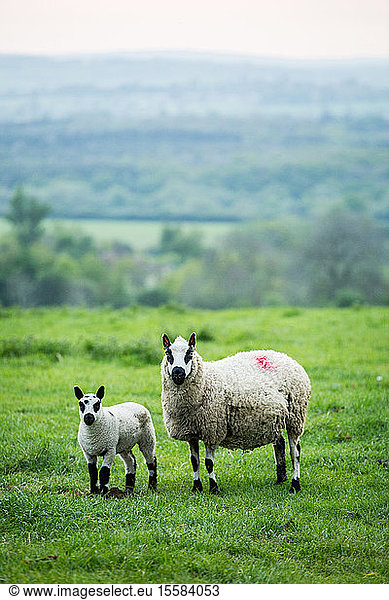 Kerry Hill sheep and lamb on a pasture on a farm.