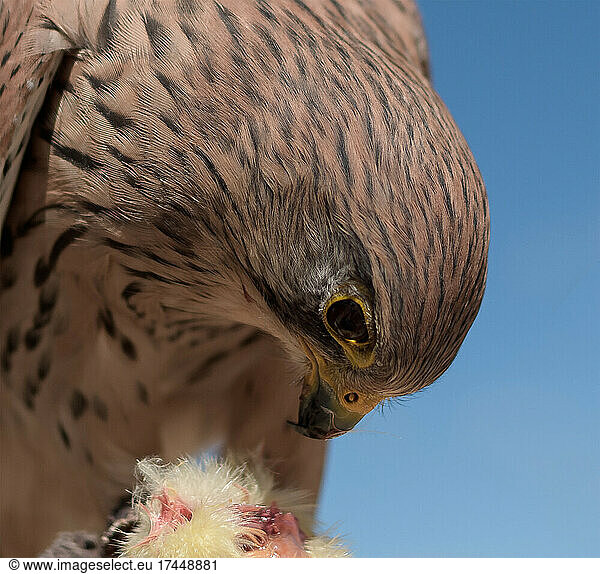 Kestrel eating a chick with beak