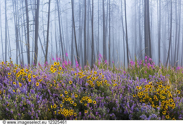 Kettle River Recreation Area bursting with wildflowers after a fire destroyed much of the forest in a fire; British Columbia  Canada