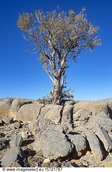 Khejri-Baum (Prosopis cineraria) zwischen Felsen  Hochplateau  Hadschar-Gebirge  Provinz Ad Dakhiliyah  Oman  Asien