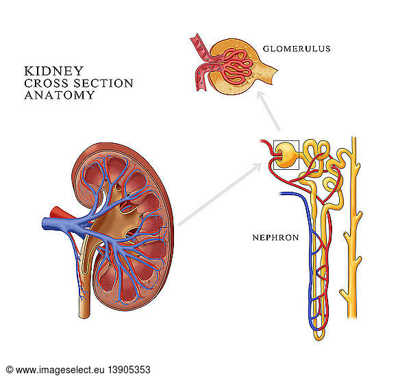 Kidney Anatomy Kidney Anatomy, Illustration,annotated,arteries,artery ...