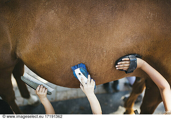 Kids brushing the belly of a horse