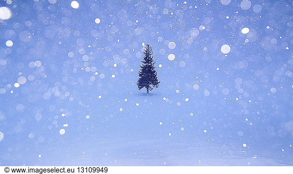 Kiefer auf schneebedecktem Feld bei Schneefall