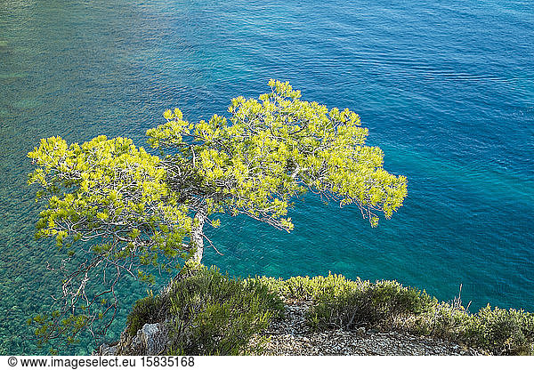 Kiefer  die von einem Felsvorsprung über blauem Wasser wächst  Provence  Frankreich