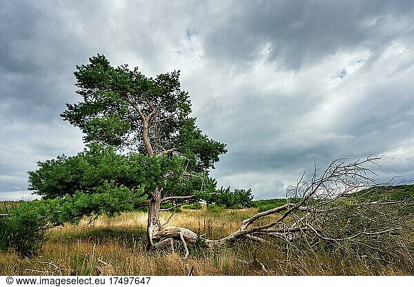Kiefer in karger Landschaft auf der Insel Hiddensee Rügen Mecklenburg-Vorpommern Deutschland Europa