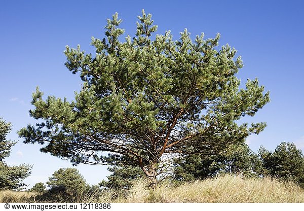 Kiefer (Pinus) Nationalpark Vorpommersche Boddenlandschaft Darß Darßer Ort Fischland-Darß-Zingst Mecklenburg Vorpommern Deutschland Europa