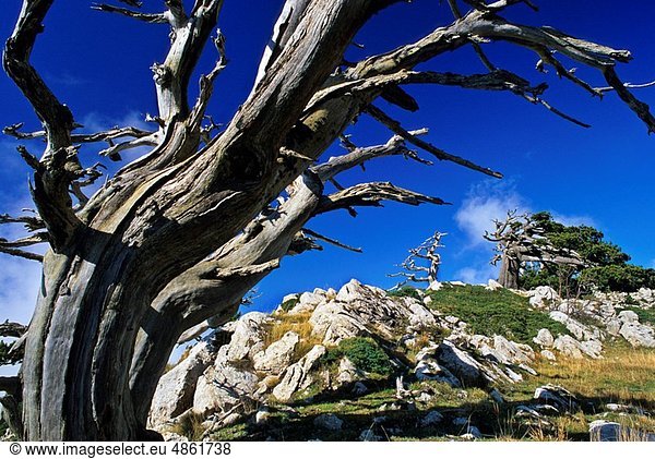 Kiefer  Pinus sylvestris  Kiefern  Föhren  Pinie