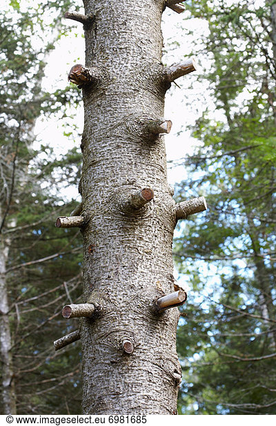 Kiefer Pinus sylvestris Kiefern Föhren Pinie