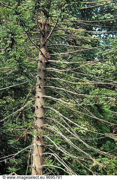 Kiefer Pinus sylvestris Kiefern Föhren Pinie Botanischer Garten Botanische Caracas Venezuela
