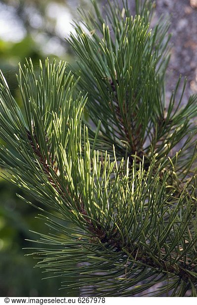Kiefer Pinus sylvestris Kiefern Föhren Pinie Close-up Nähnadel Nadel