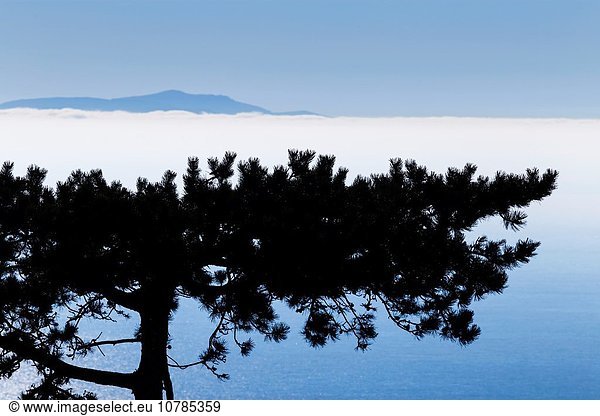 Kiefer Pinus sylvestris Kiefern Föhren Pinie entfernt Stimmung Hintergrund Insel Cres Distanz