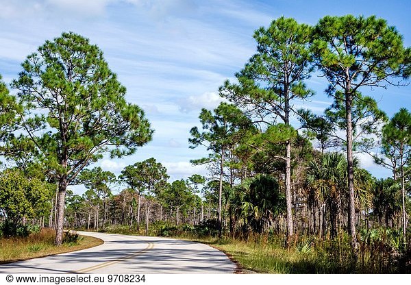 Kiefer Pinus sylvestris Kiefern Föhren Pinie Fernverkehrsstraße Natur Florida