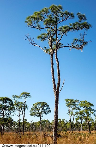 Kiefer  Pinus sylvestris  Kiefern  Föhren  Pinie  Florida