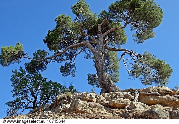 Kiefer Pinus sylvestris Kiefern Föhren Pinie Katalonien Spanien