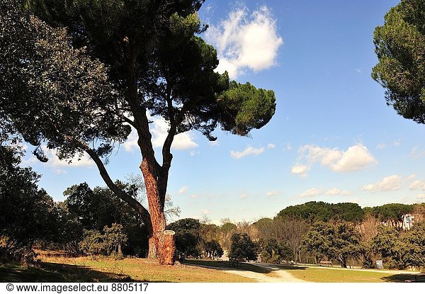 Kiefer  Pinus sylvestris  Kiefern  Föhren  Pinie  Madrid  Hauptstadt  Spanien