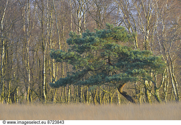 Kiefer (Pinus sylvestris) und Moor-Birken (Betula pubescens) im Moor  Tinner Dose  Emsland  Niedersachsen  Deutschland