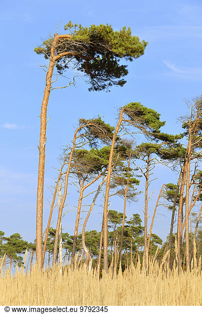 Kiefer (Pinus sylvestris) Windflüchter am Weststrand Ostsee Darß Nationalpark Vorpommersche Boddenlandschaft Mecklenburg-Vorpommern Deutschland Europa