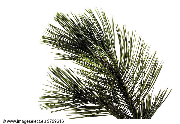 Kiefer (Pinus) Zweig