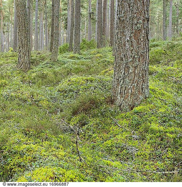 Kiefer  Schottische Kiefer  Scots pine (Pinus sylvestris)  Cairngorms NP  Schottland  Großbritannien  Europa