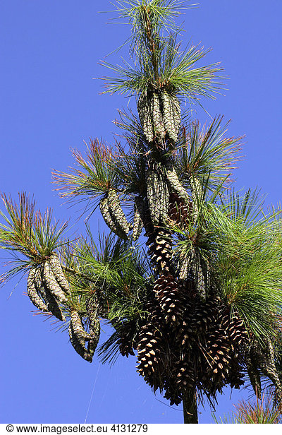 Kiefer - Schwerin-Kiefer - Zweige mit Zapfen an der Baumspitze - Nadelbaum - (Pinus schwerinii Hybride Fitschen)