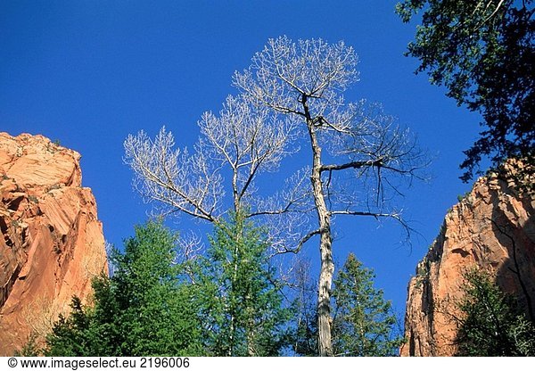 Kiefer und Cottonwood Bäumen entlang der Taylor Creek trail  Kolob Canyons  Zion National Park  Utah  USA