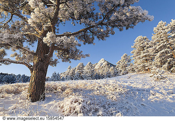 Kiefer und Flatirons im Schnee bei Sonnenaufgang über Boulder  Colorado